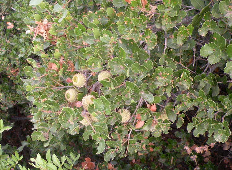 Quercus calliprinos e Quercus macrolepis